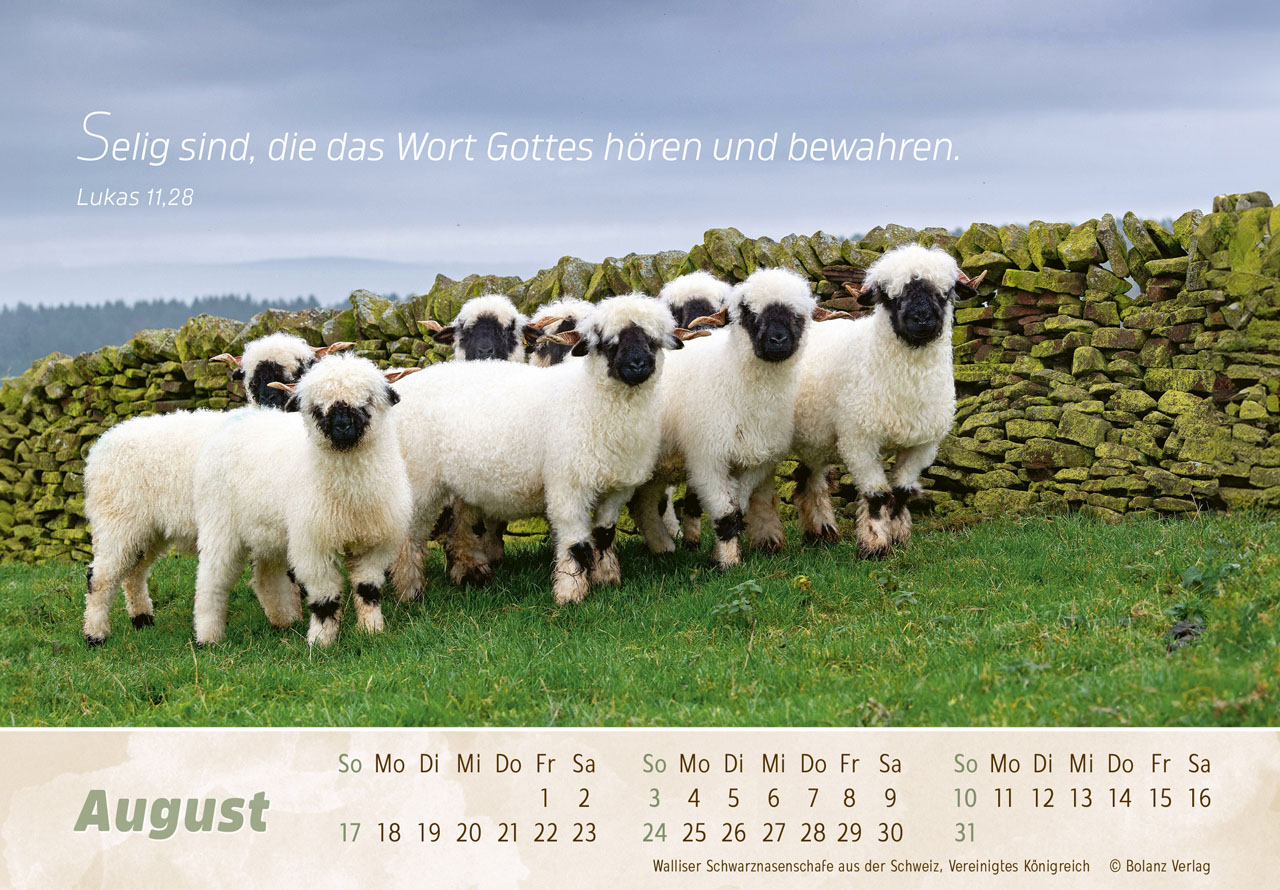 Der Gute Hirte 2025 - Panoramakalender