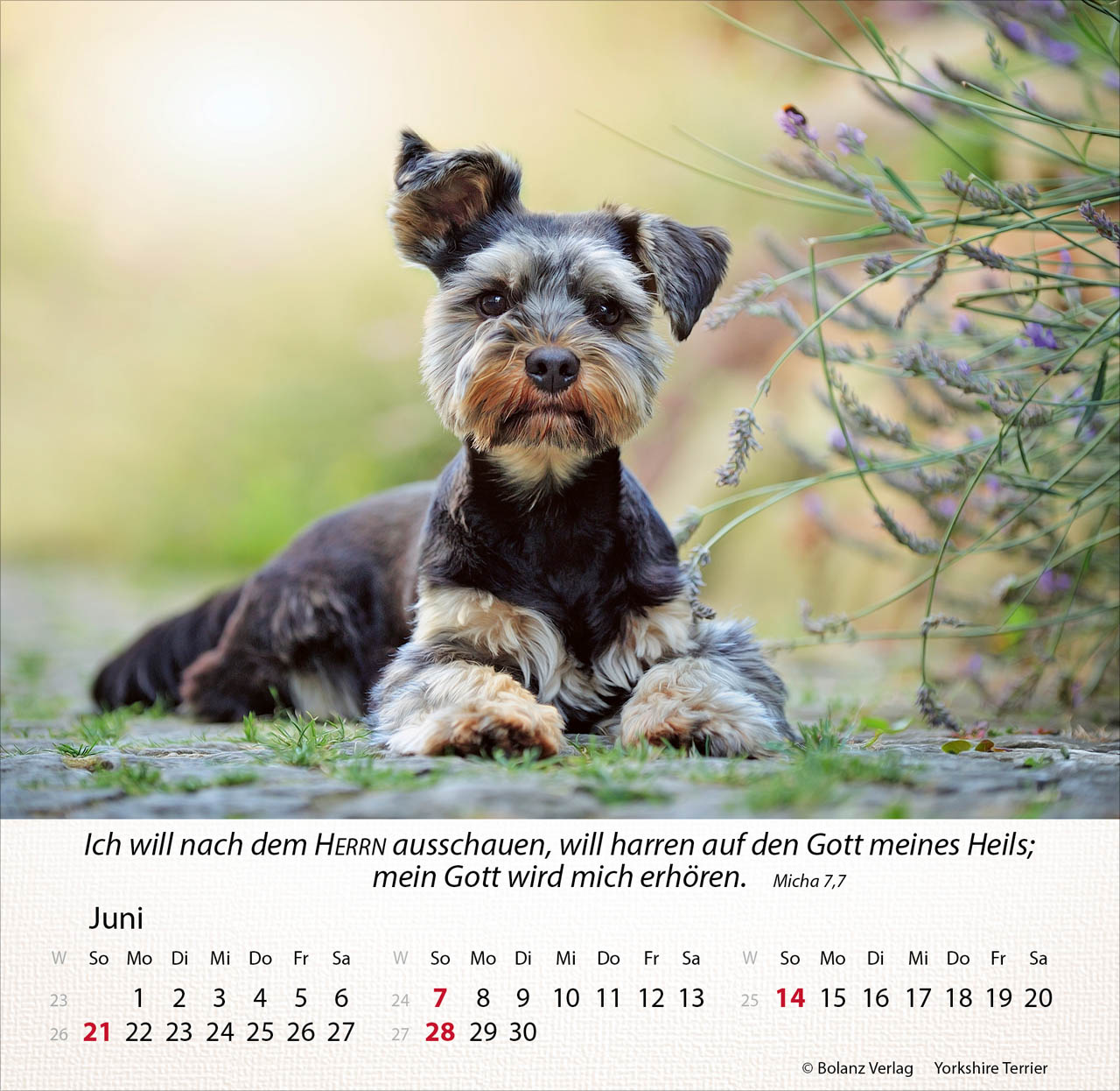 Hunde 2026 - Tischkalender