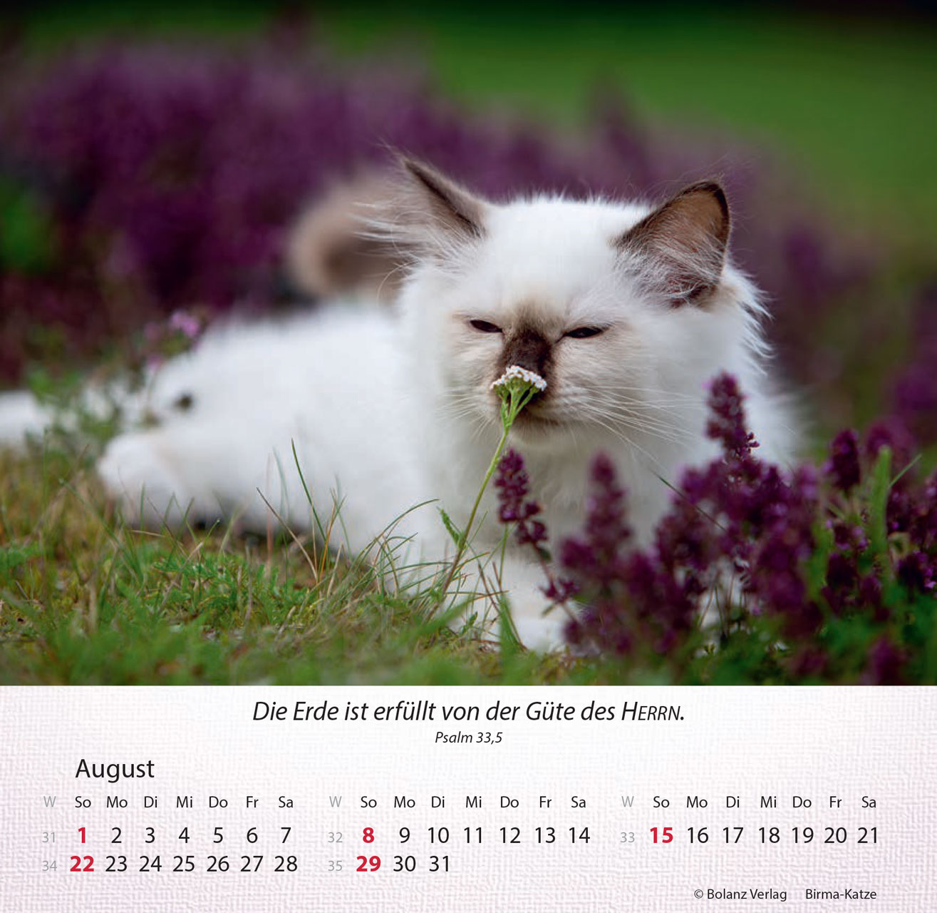 Katzen 2027 – Tischkalender