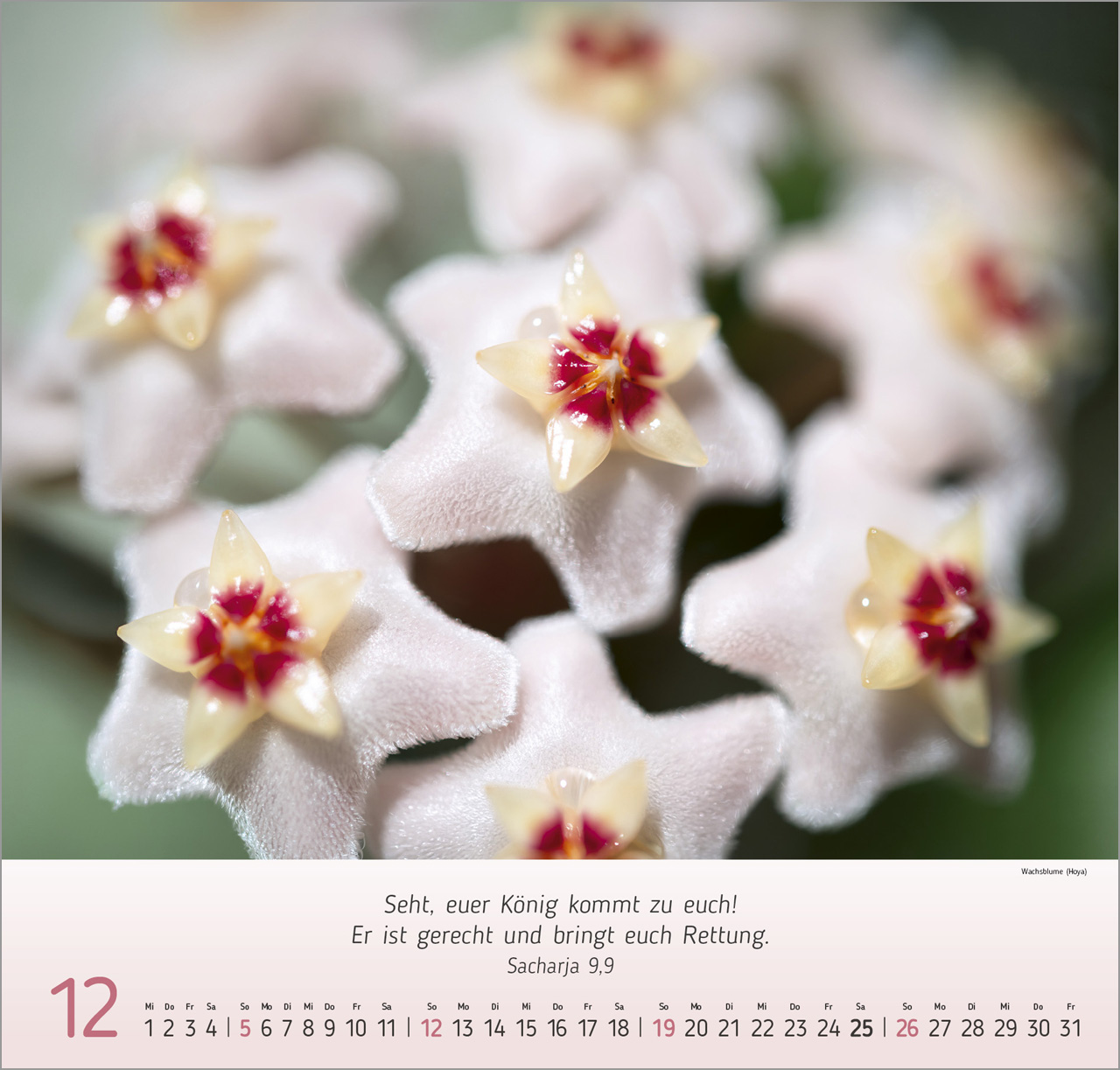 Blumen-Impressionen 2027 – Wandkalender