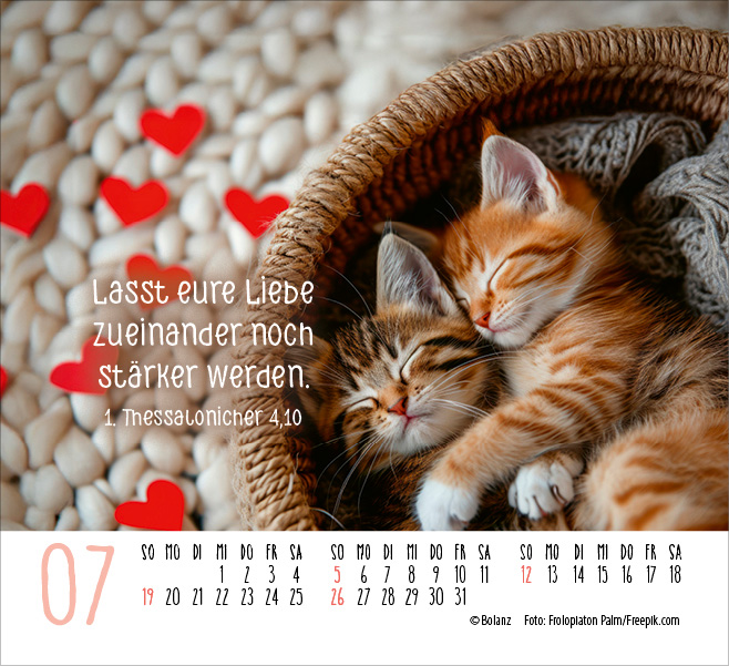 Katzen - auf leisen Pfoten  - Minikalender 2026