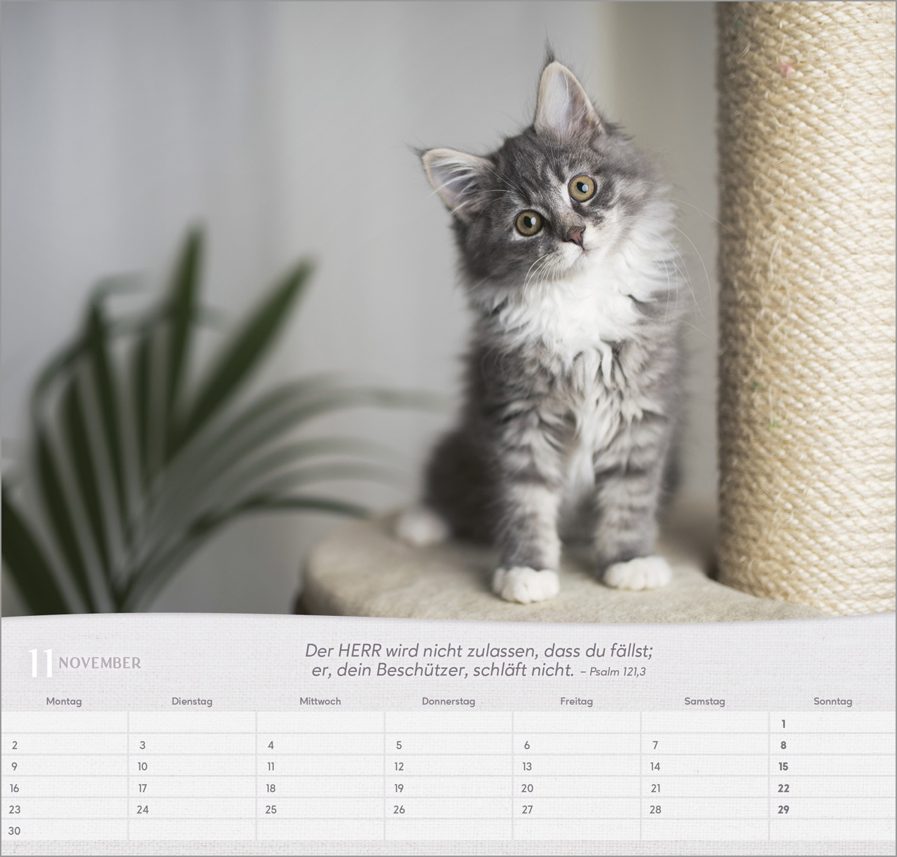 Katzen Wandkalender 2026