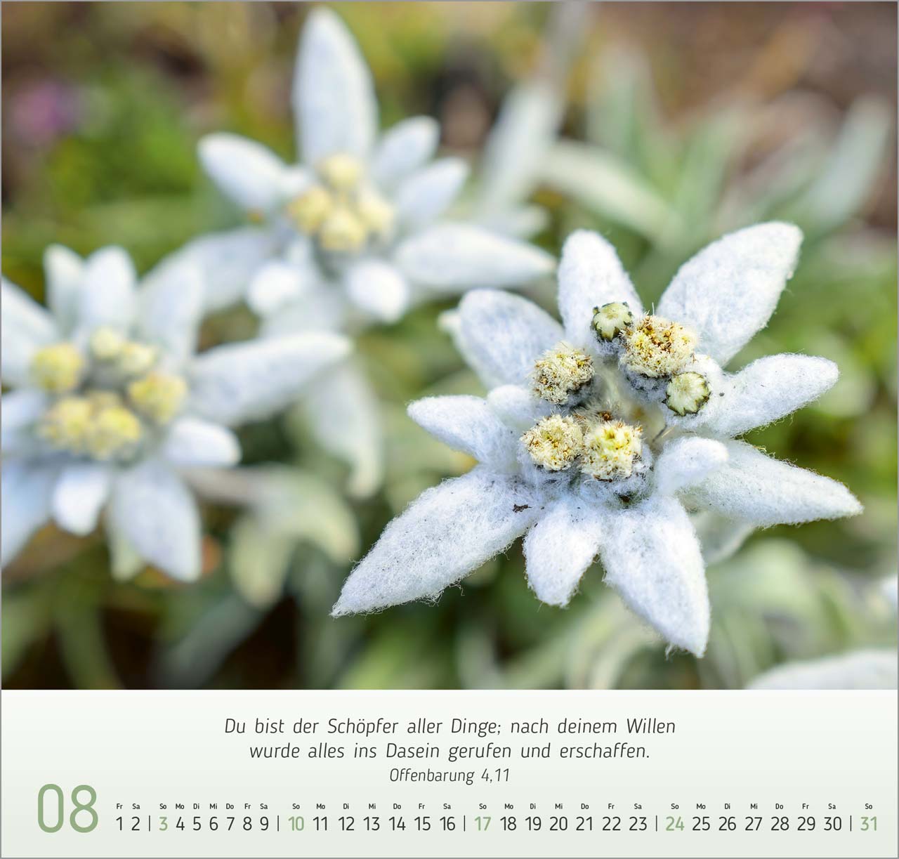 Blumen-Impressionen Wandkalender