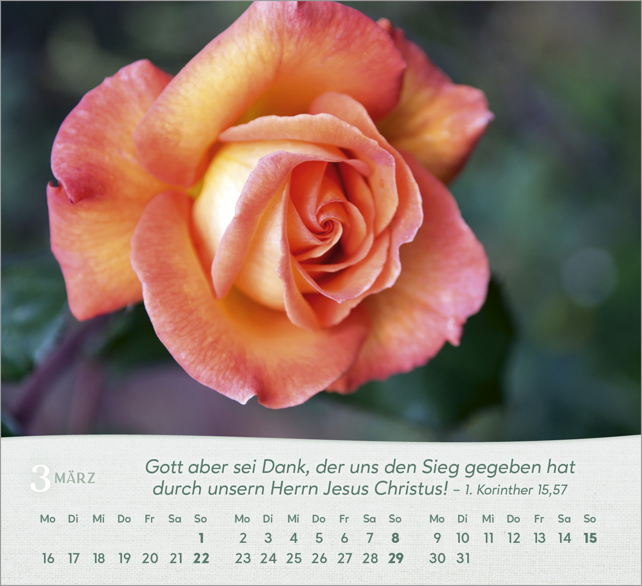 Rosen Tischkalender 2026