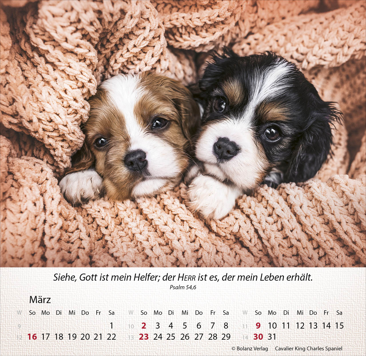 Hunde 2025 - Tischkalender