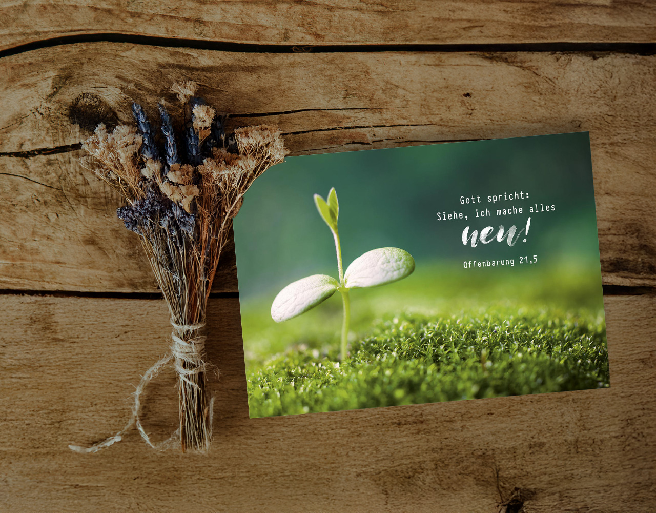 Postkarte Jahreslosung 2026 Spross