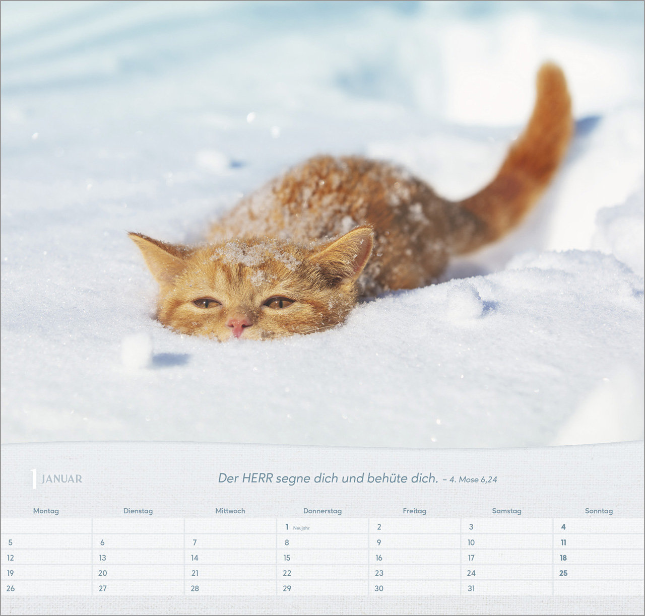 Katzen Wandkalender 2026