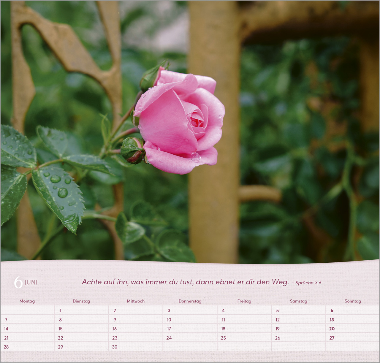 Rosen 2027 – Wandkalender