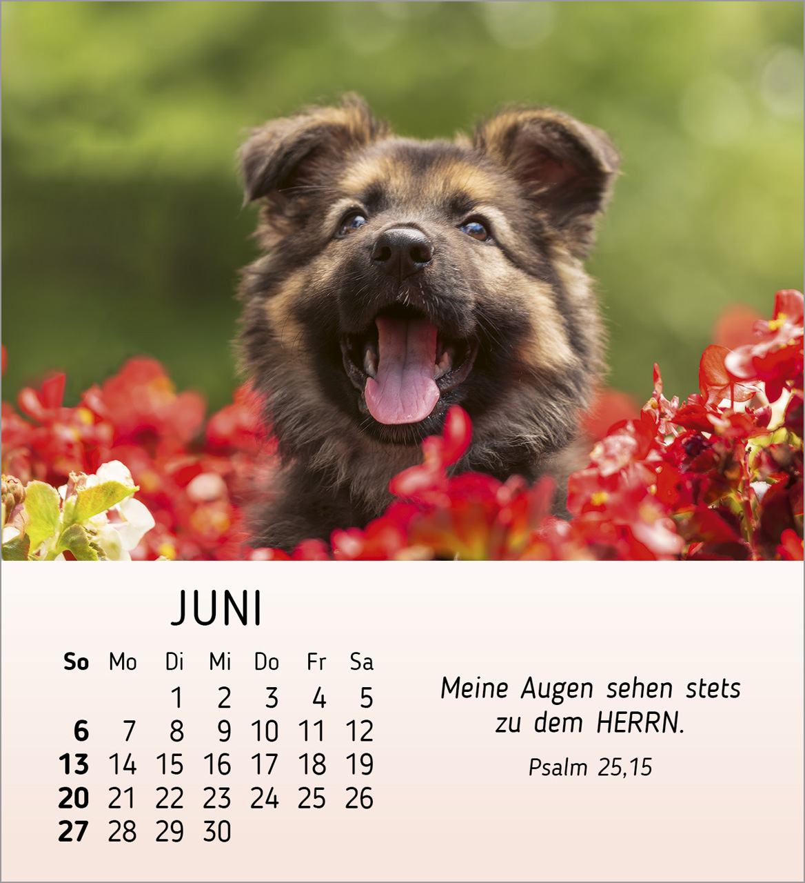 Meine kleinen Freunde 2027 – Tischkalender