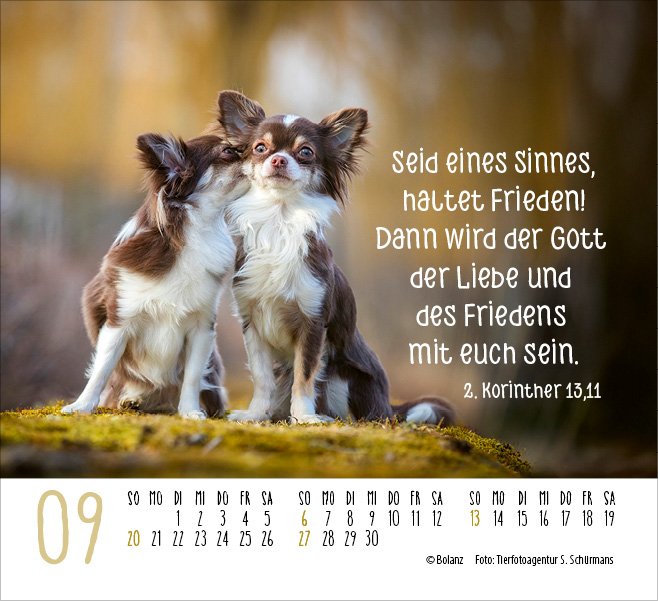 Hunde - treue Wegbegleiter  - Minikalender 2026