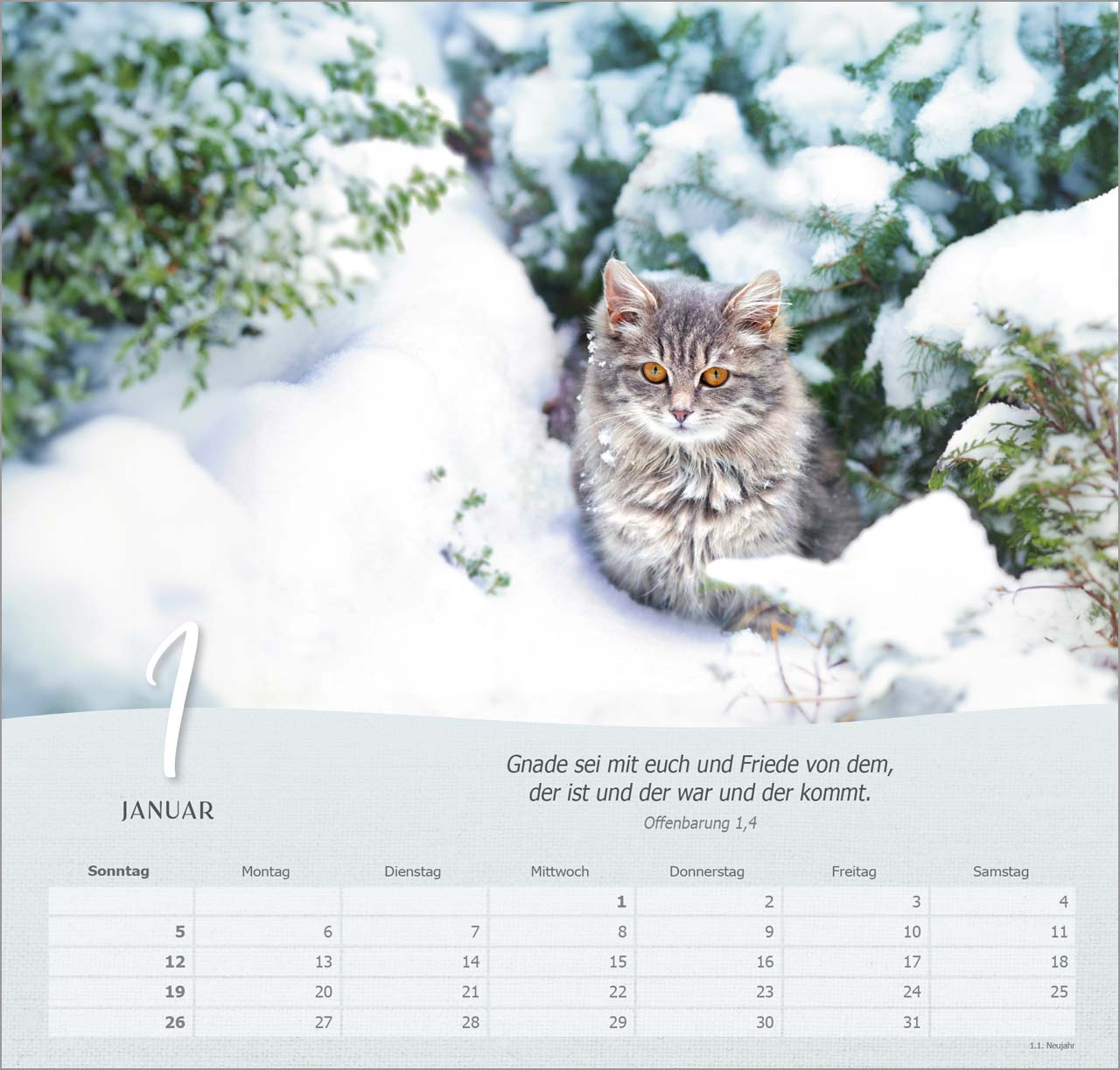 Katzen Wandkalender
