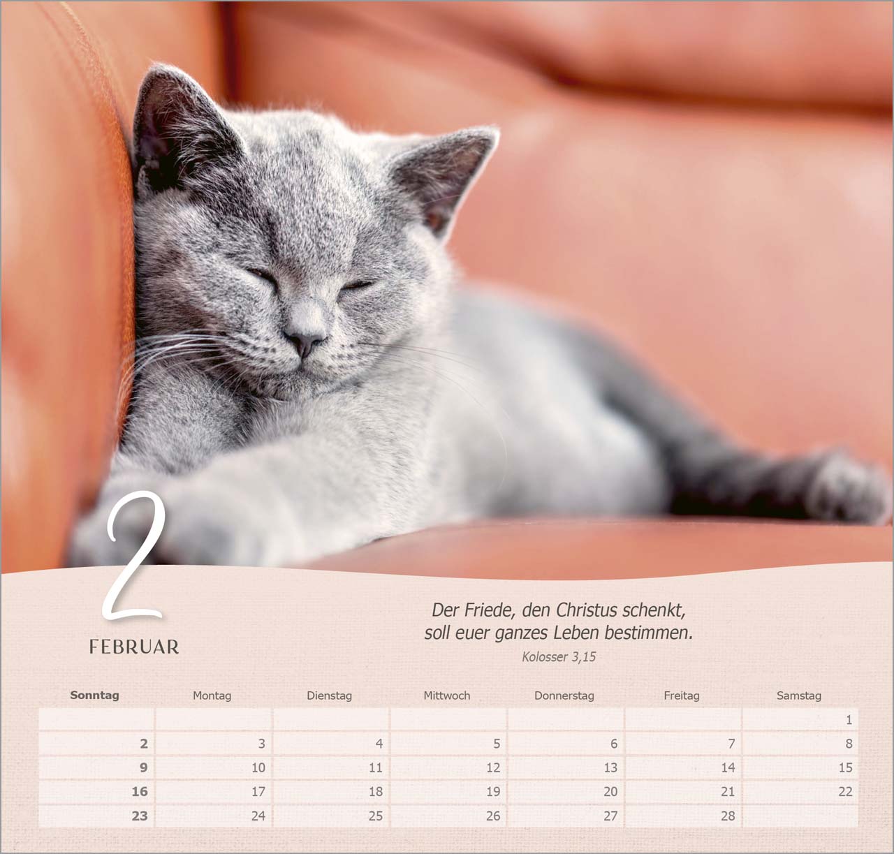 Katzen Wandkalender