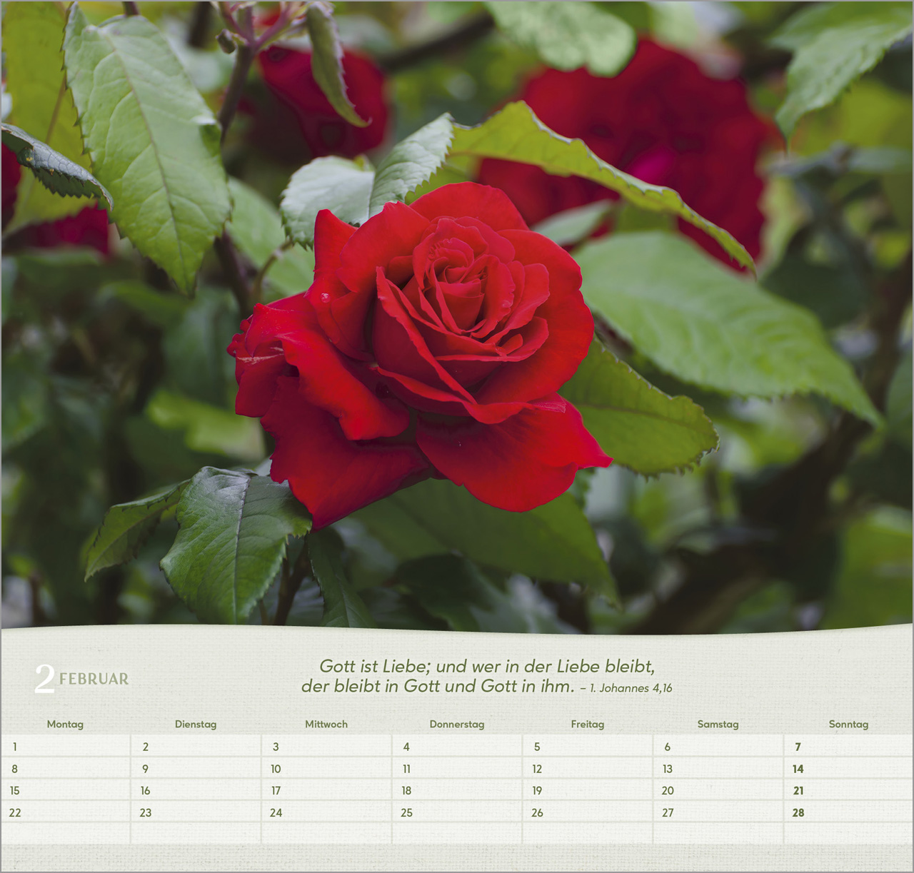 Rosen 2027 – Wandkalender