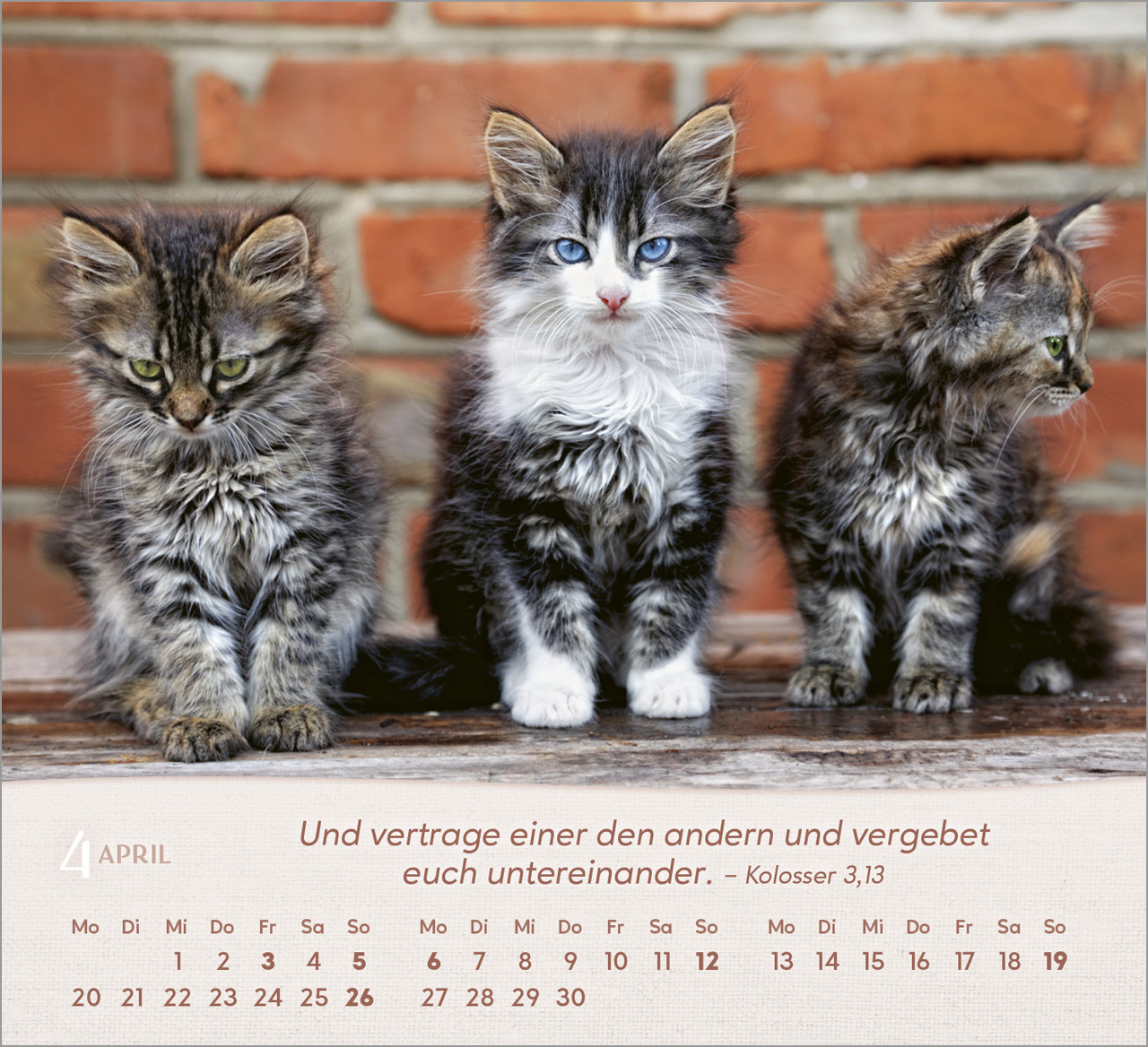 Katzen Tischkalender 2026 Katzen Tischkalender 2026