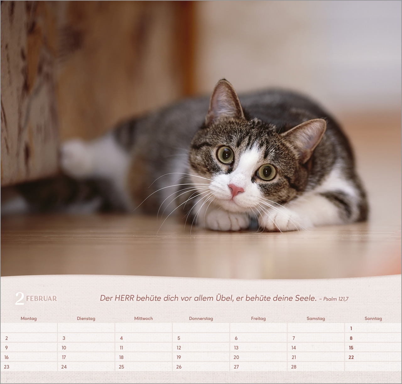 Katzen Wandkalender 2026