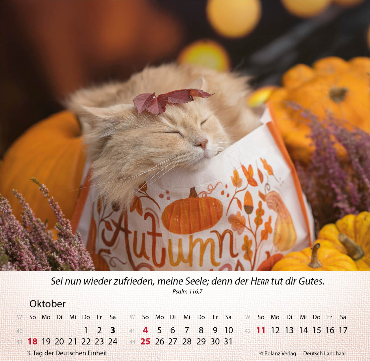 Katzen 2026 - Tischkalender Katzen 2026 - Tischkalender