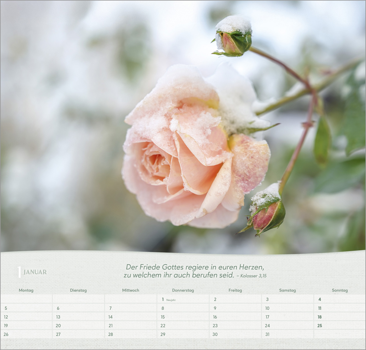 Rosen Wandkalender 2026