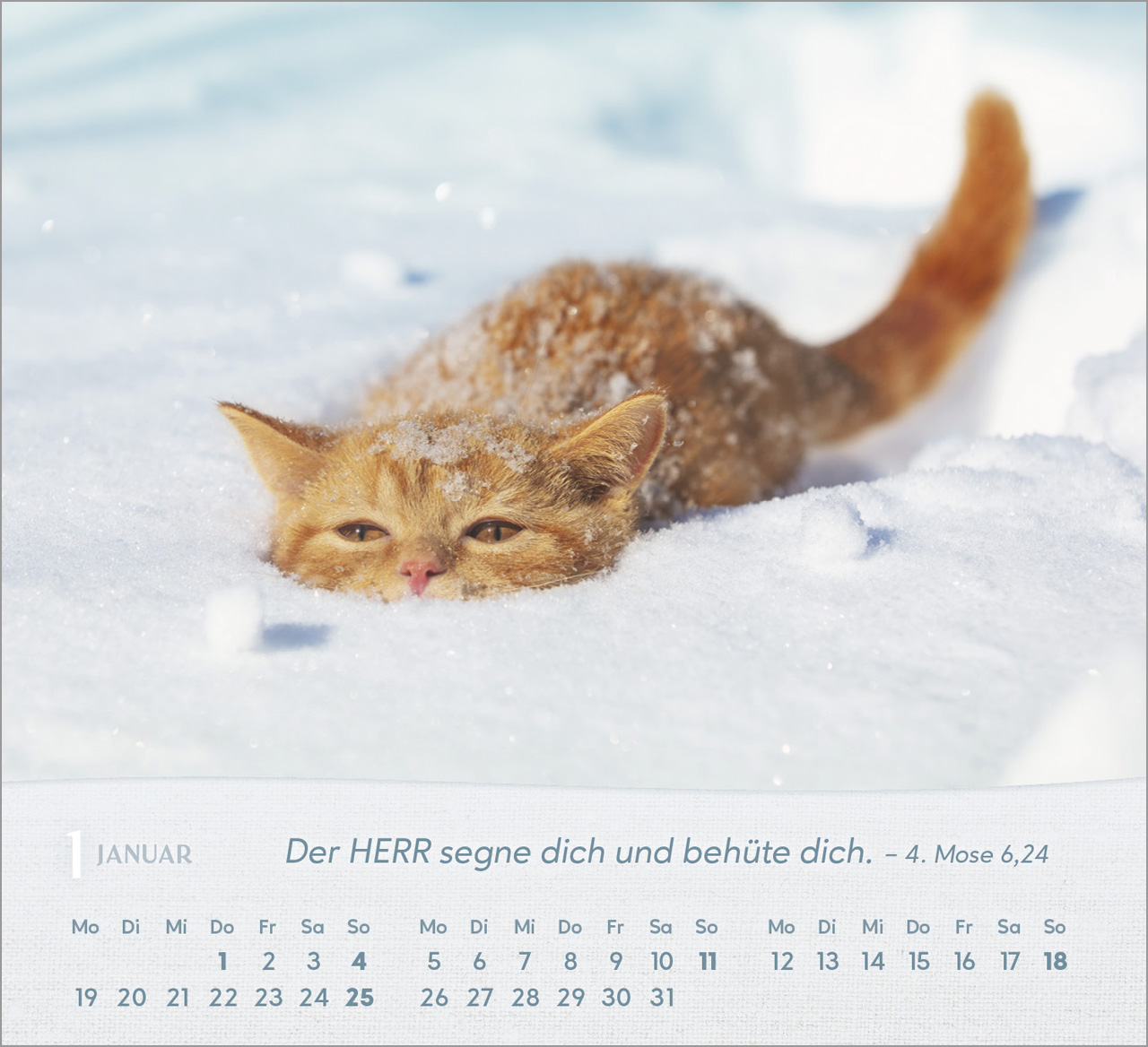 Katzen Tischkalender 2026 Katzen Tischkalender 2026