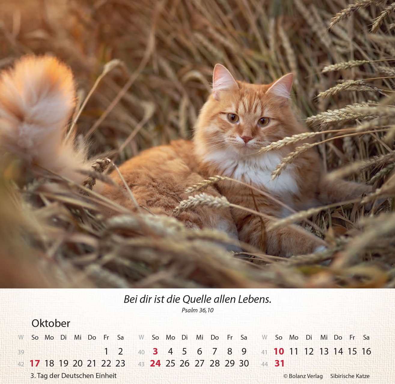 Katzen 2027 – Tischkalender