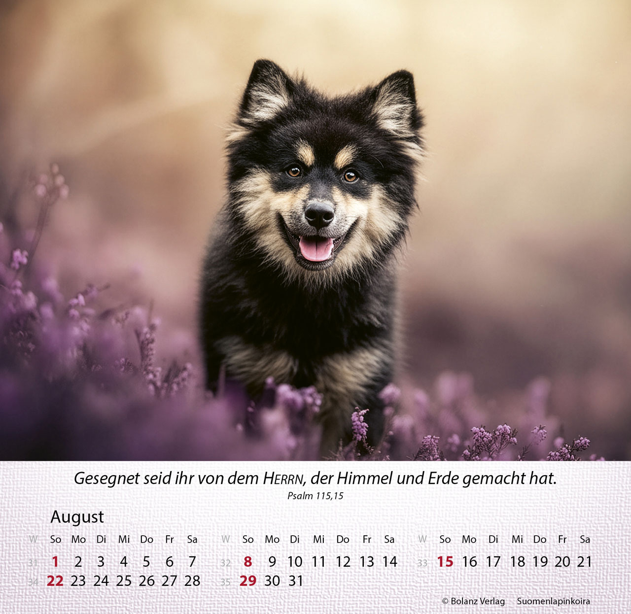 Hunde 2027 – Tischkalender