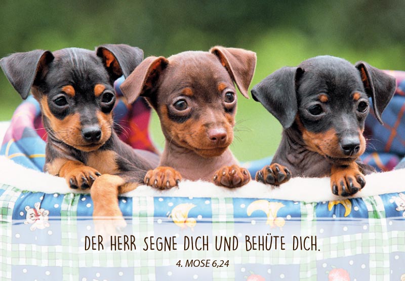 Neujahrslose Tiere