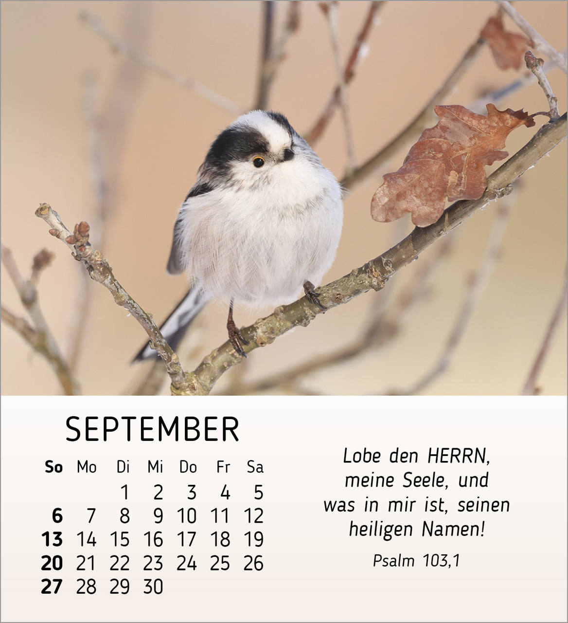 Stille Begegnungen Tischkalender 2026 Stille Begegnungen Tischkalender 2026