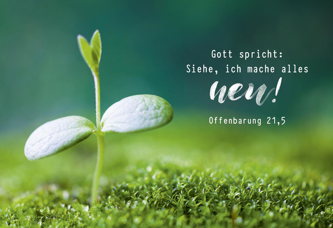 Postkarte Jahreslosung 2026 Spross Postkarte Jahreslosung 2026 Spross