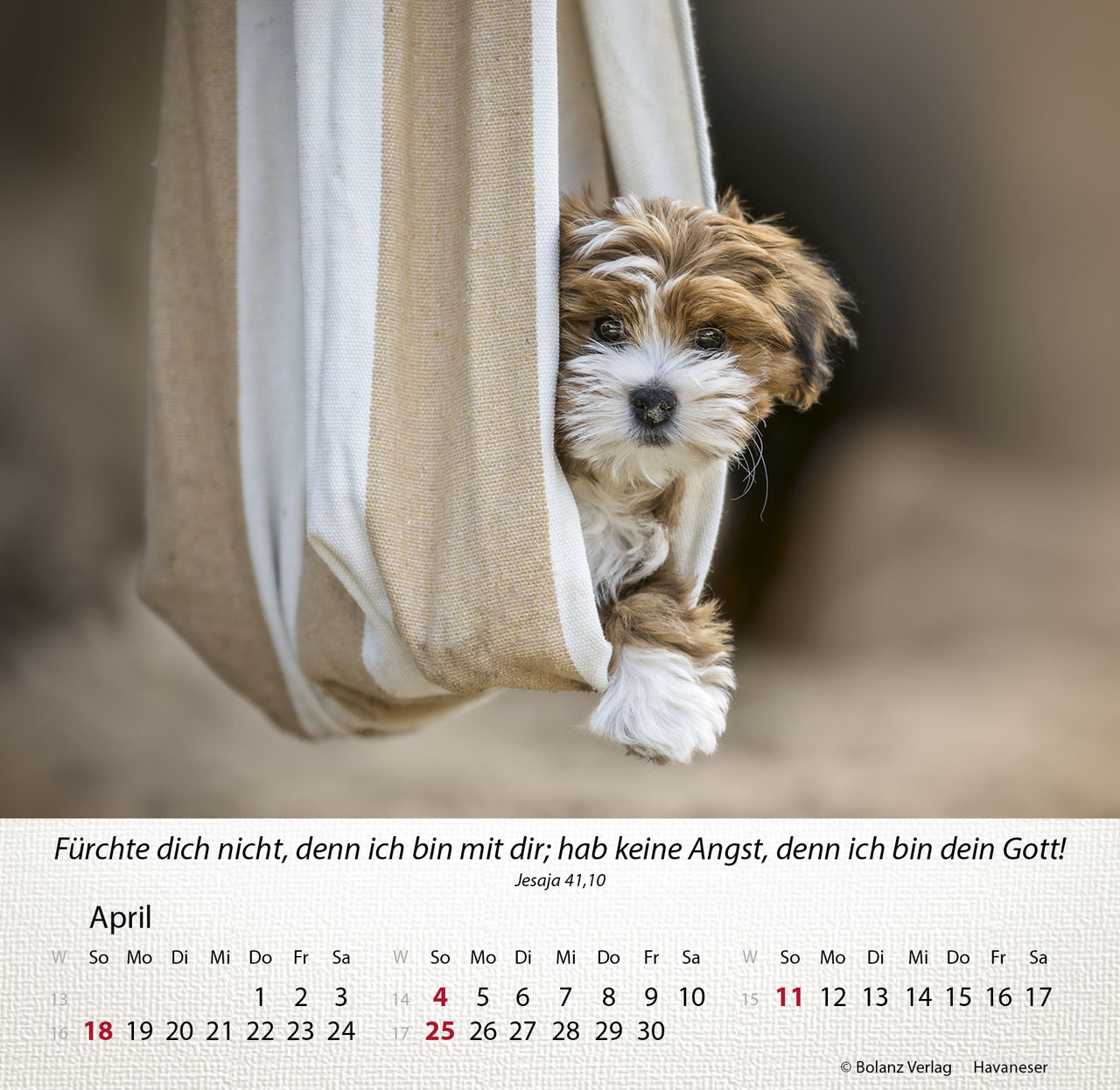 Hunde 2027 – Tischkalender