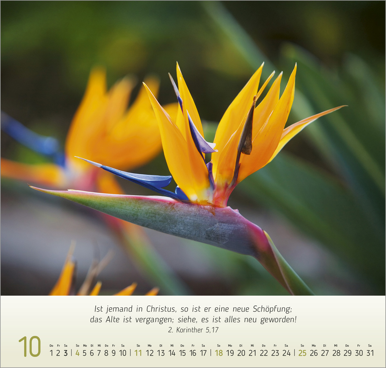 Blumen-Impressionen Wandkalender 2026