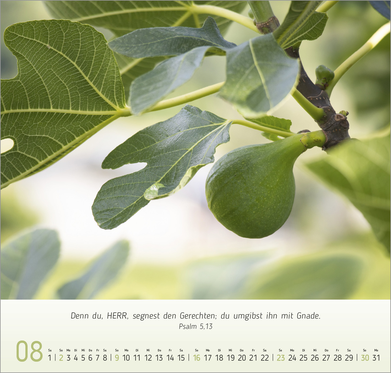 Gesichter der Natur Wandkalender 2026