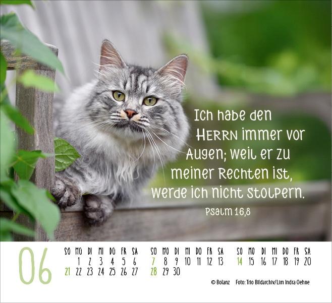Katzen - auf leisen Pfoten  - Minikalender 2026