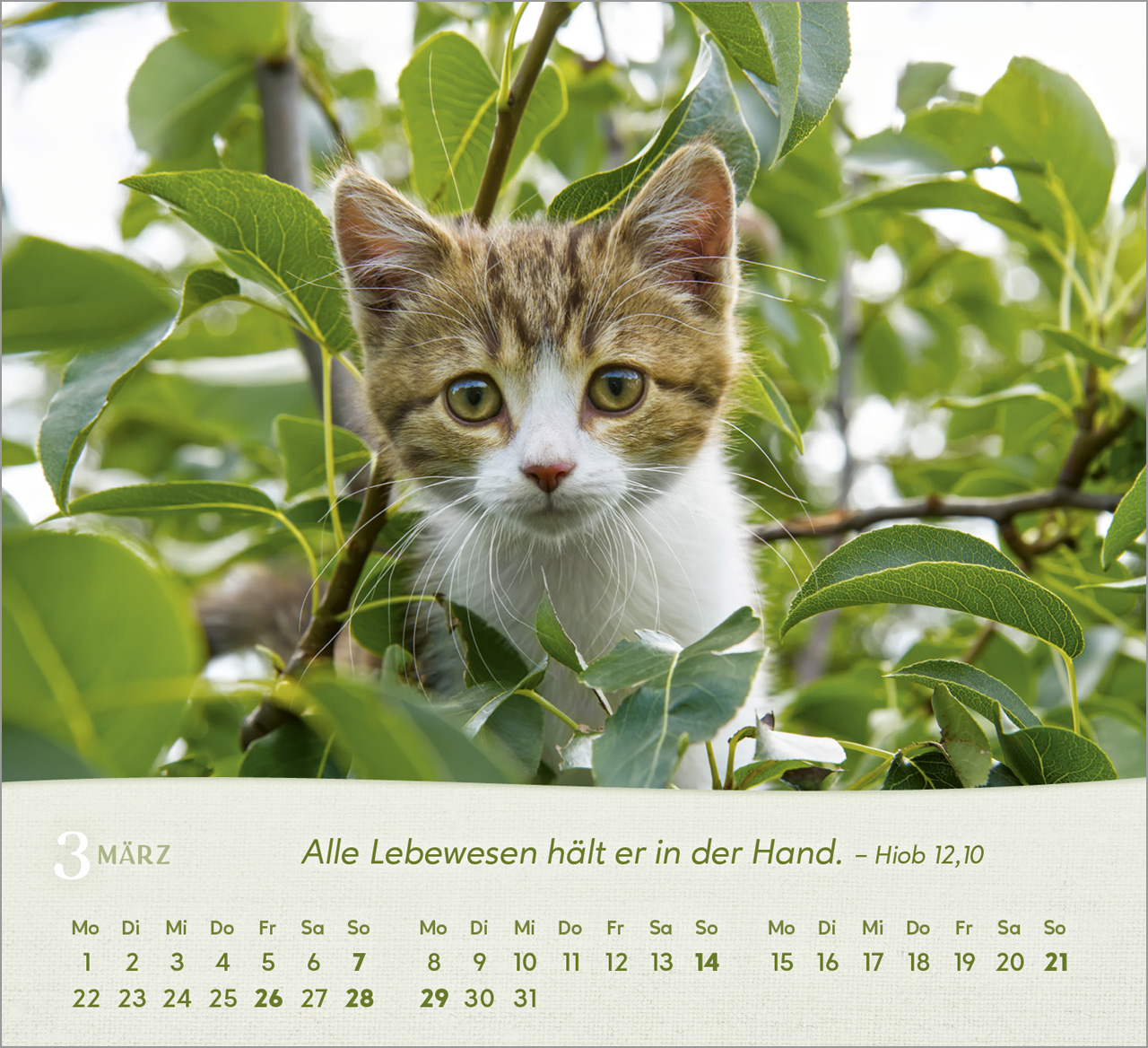 Katzen 2027 – Tischkalender