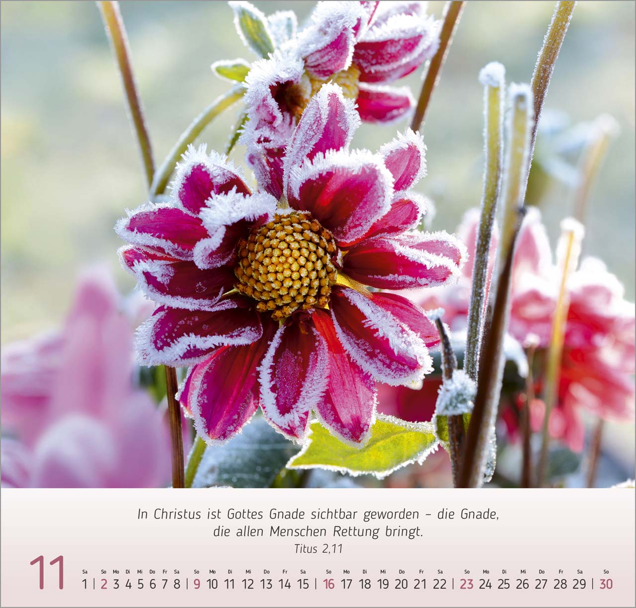 Blumen-Impressionen Wandkalender