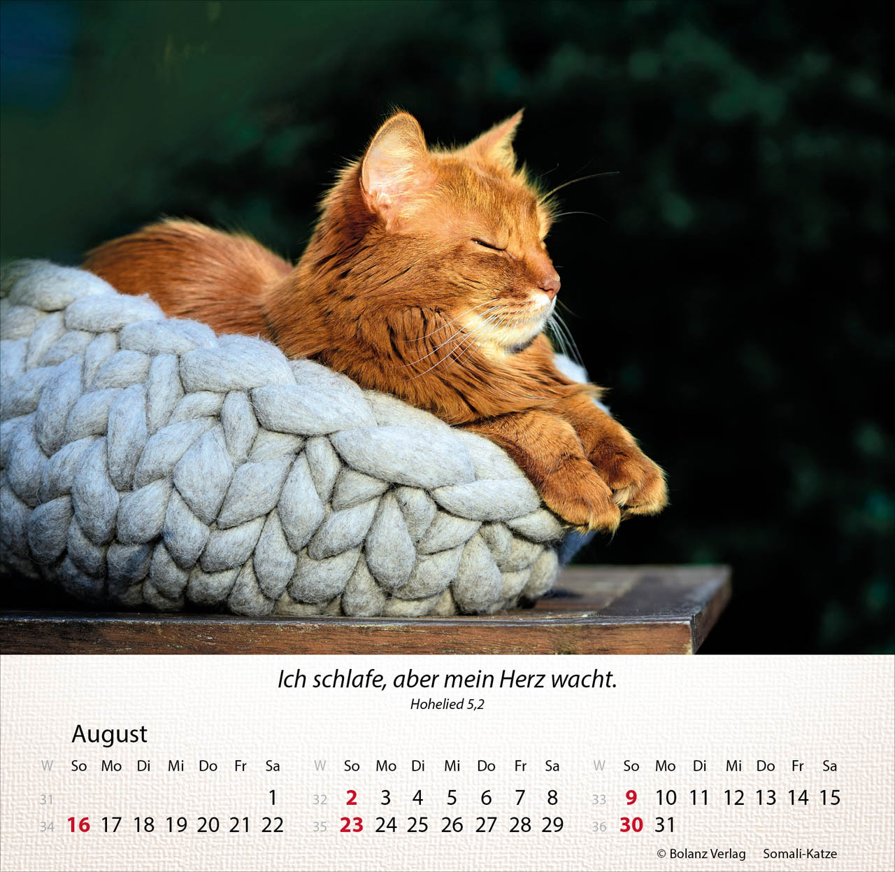Katzen 2026 - Tischkalender Katzen 2026 - Tischkalender