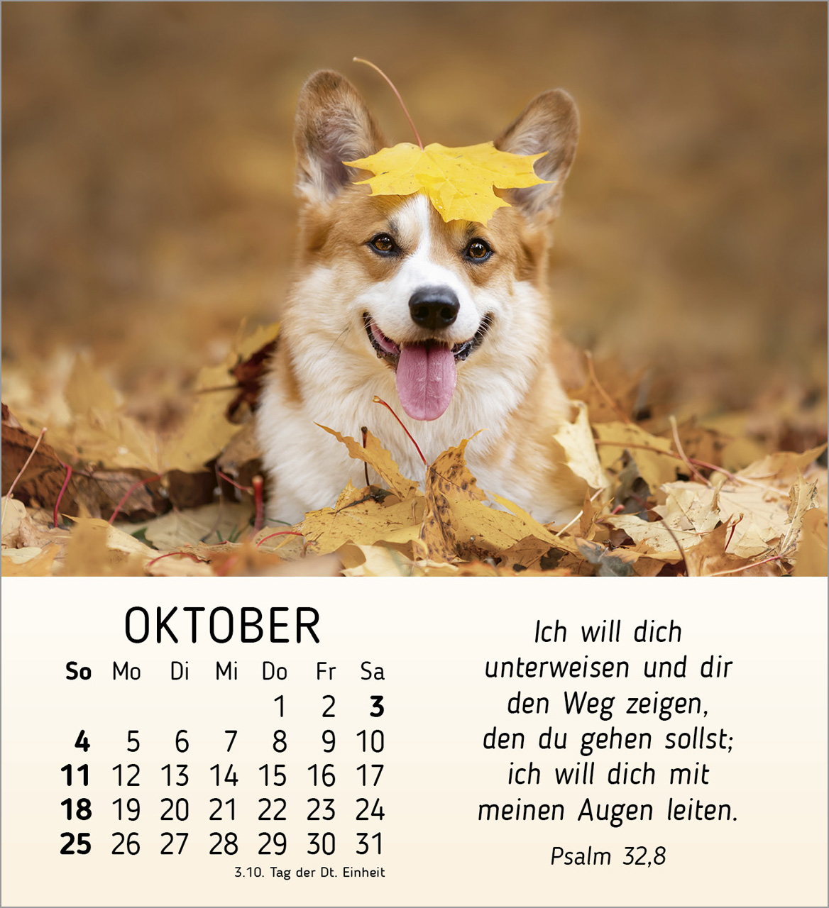 Meine kleinen Freunde 2026 - Tischkalender Meine kleinen Freunde 2026 - Tischkalender
