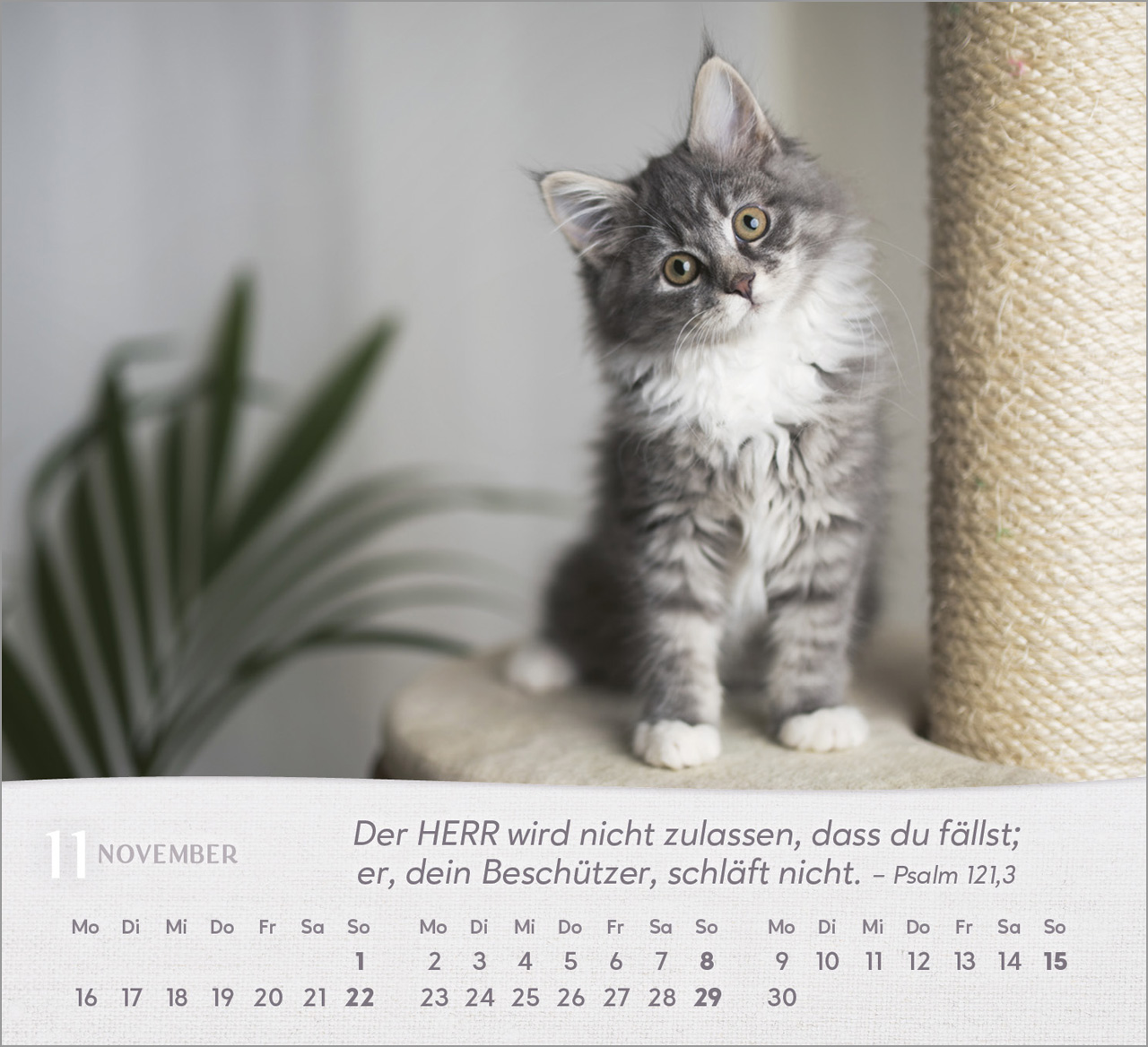 Katzen Tischkalender 2026 Katzen Tischkalender 2026