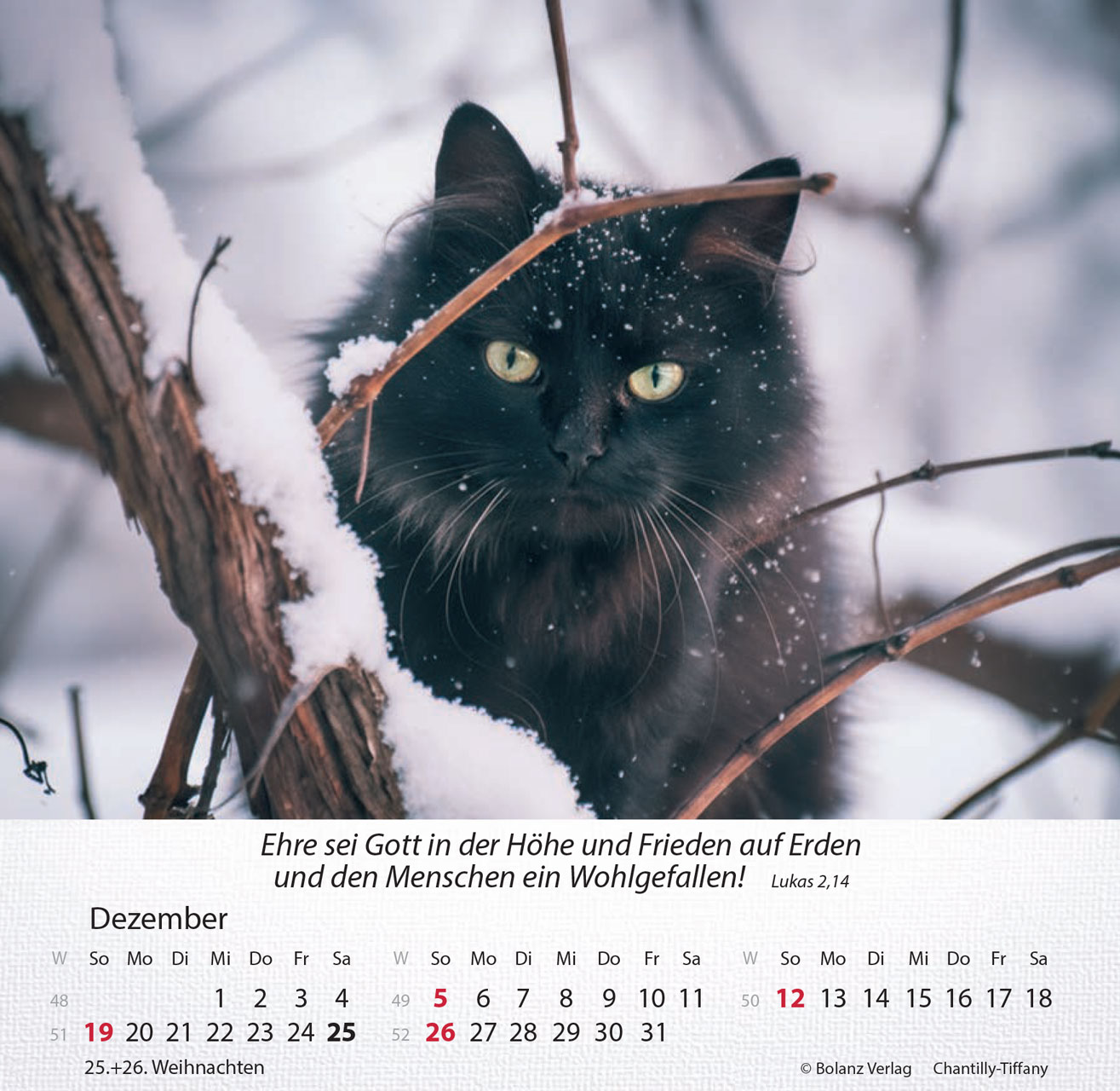 Katzen 2027 – Tischkalender