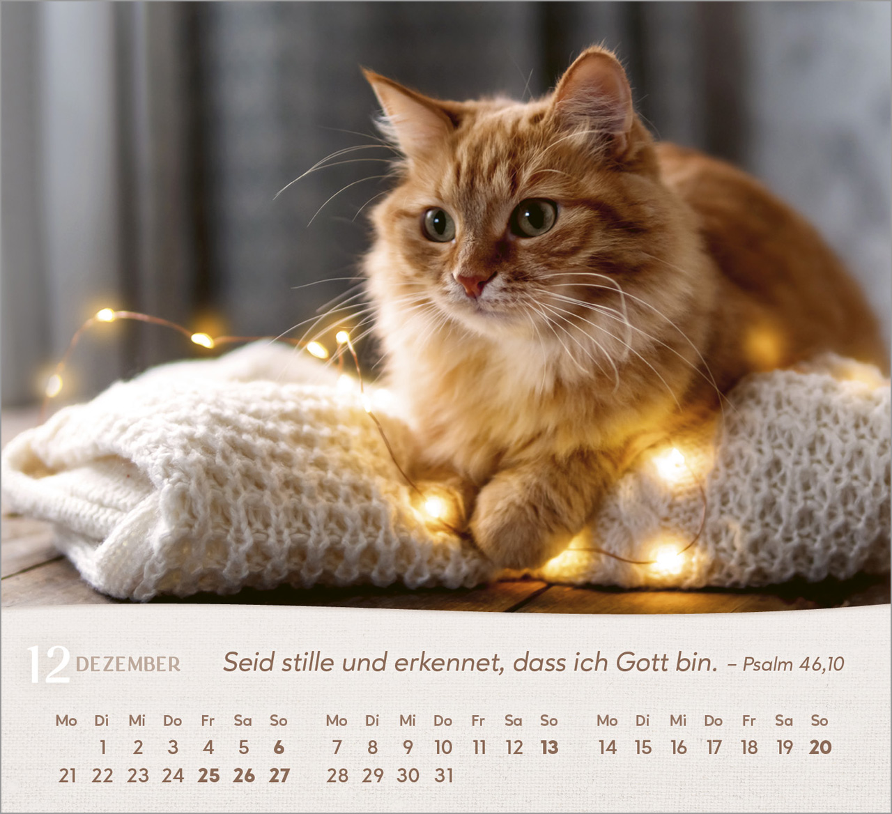 Katzen Tischkalender 2026 Katzen Tischkalender 2026