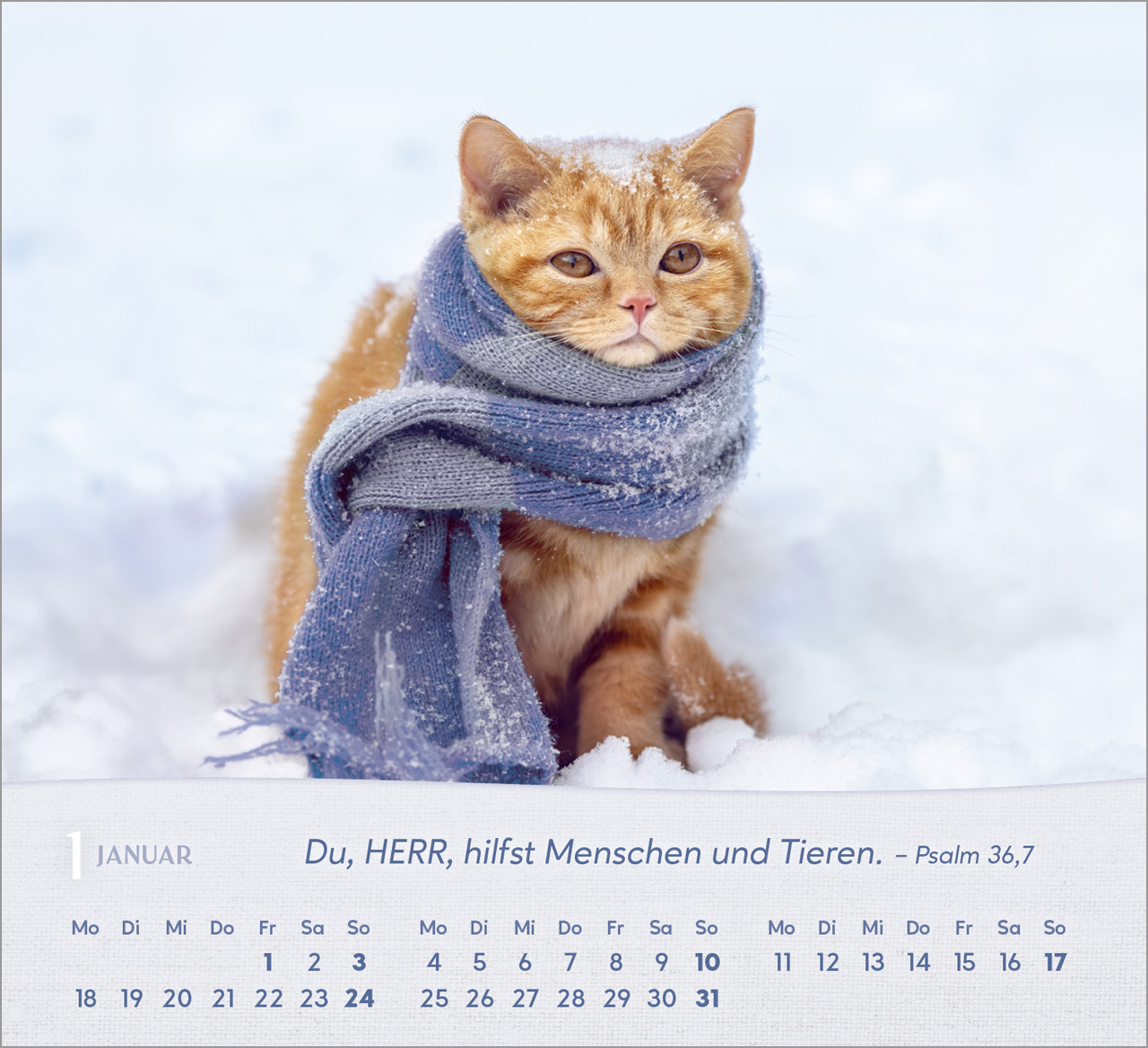 Katzen 2027 – Tischkalender