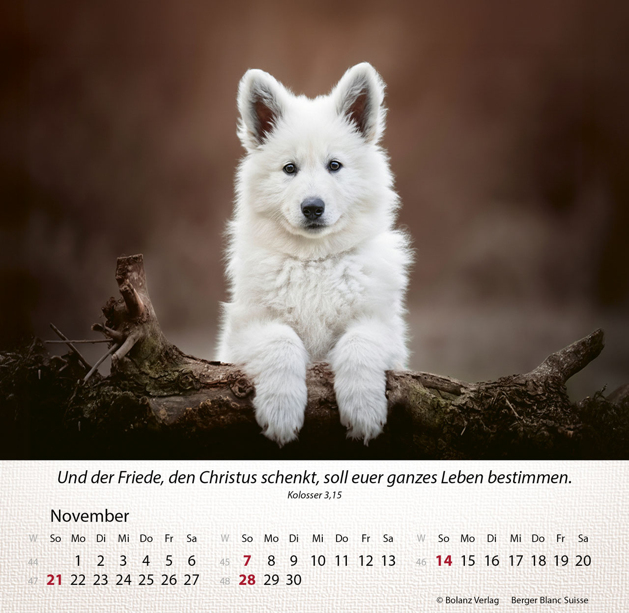 Hunde 2027 – Tischkalender