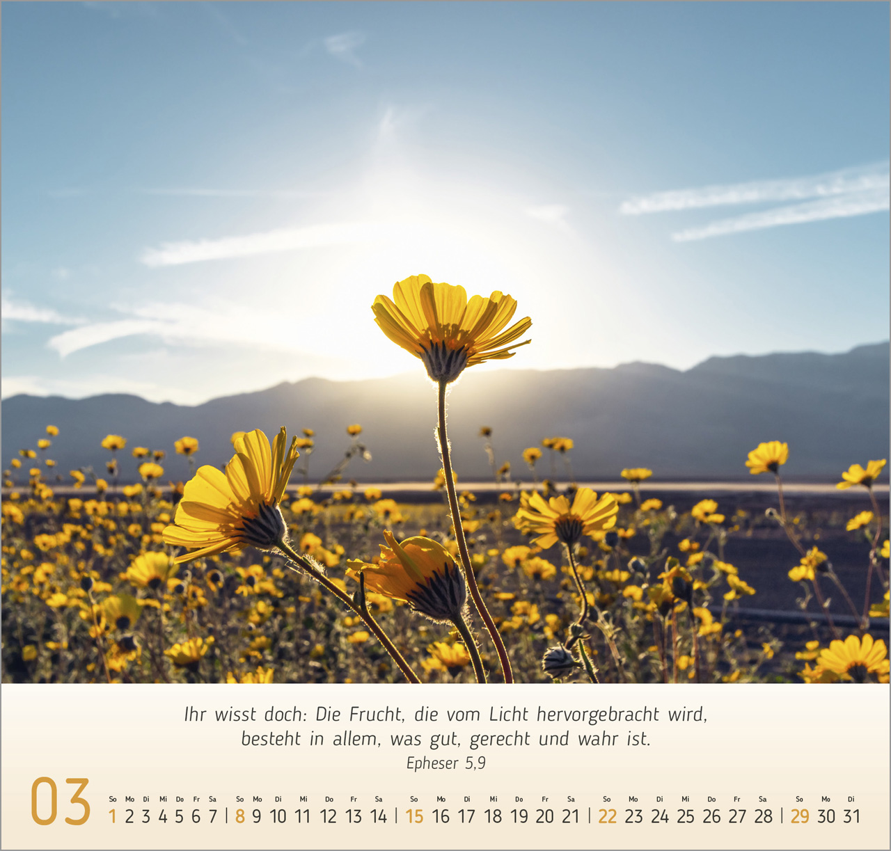 Licht Impressionen Wandkalender 2026