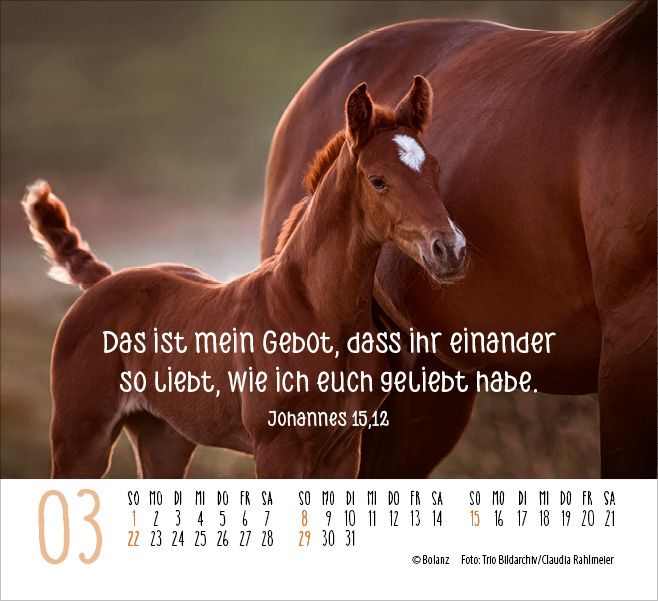 Pferde - elegante Schönheiten - Minikalender 2026 Pferde - elegante Schönheiten - Minikalender 2026