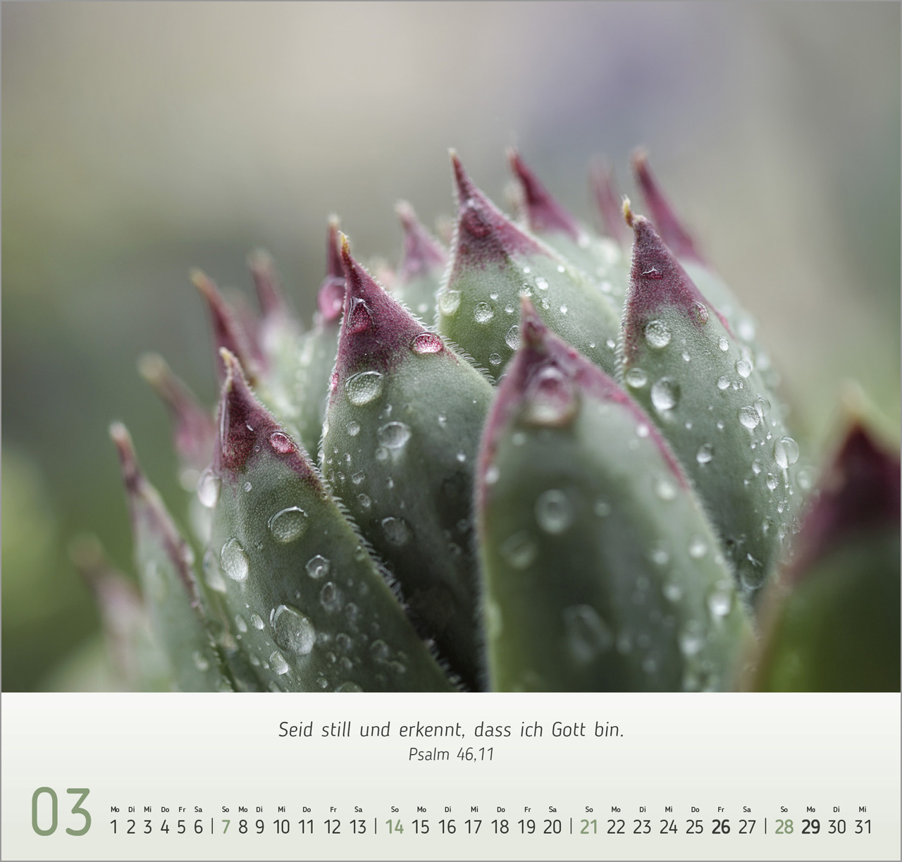 Gesichter der Natur 2027 – Wandkalender