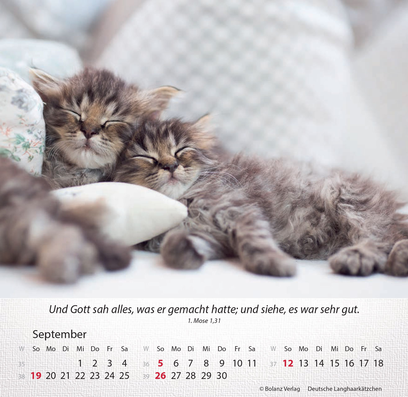 Katzen 2027 – Tischkalender