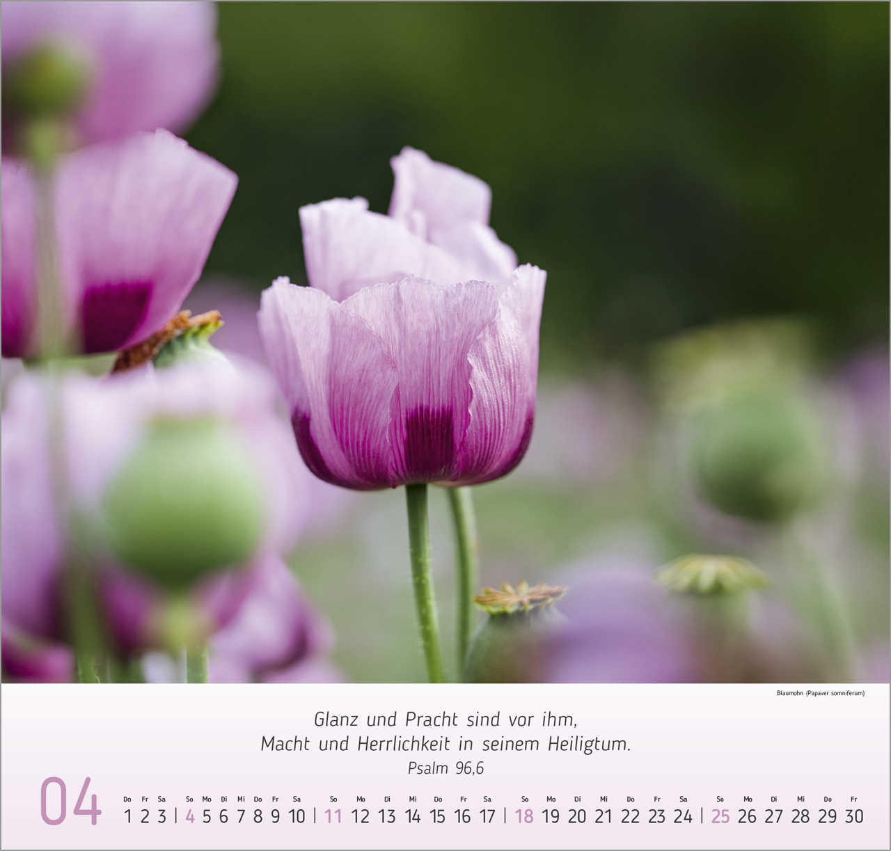 Blumen-Impressionen 2027 – Wandkalender