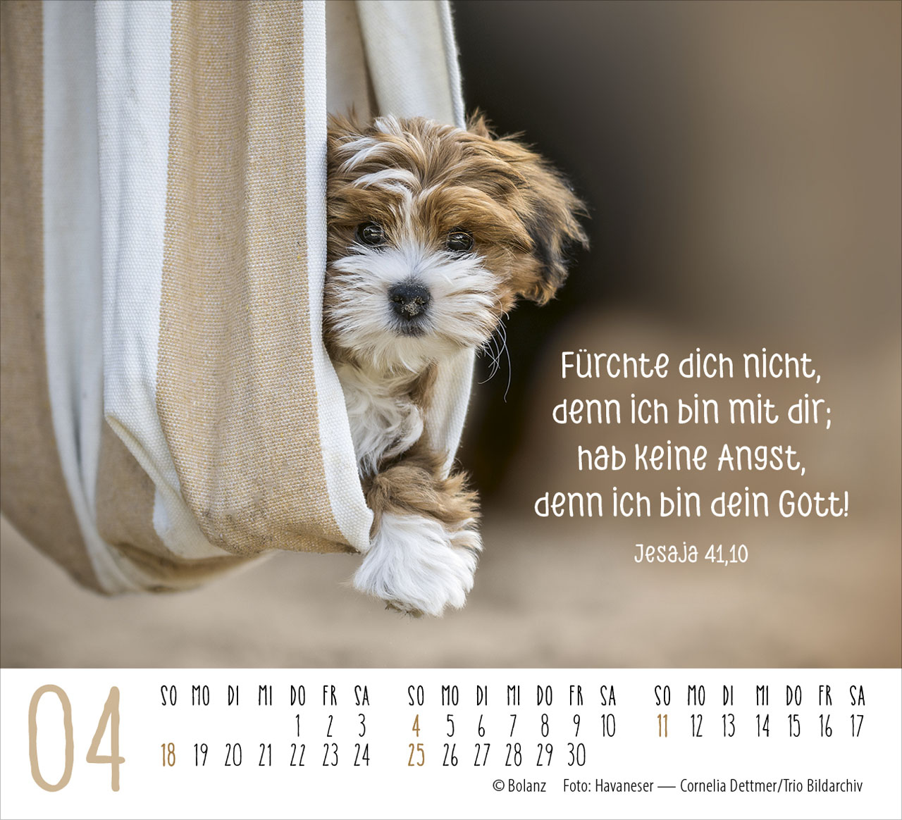 Hunde – treue Wegbegleiter 2027 – Minikalender