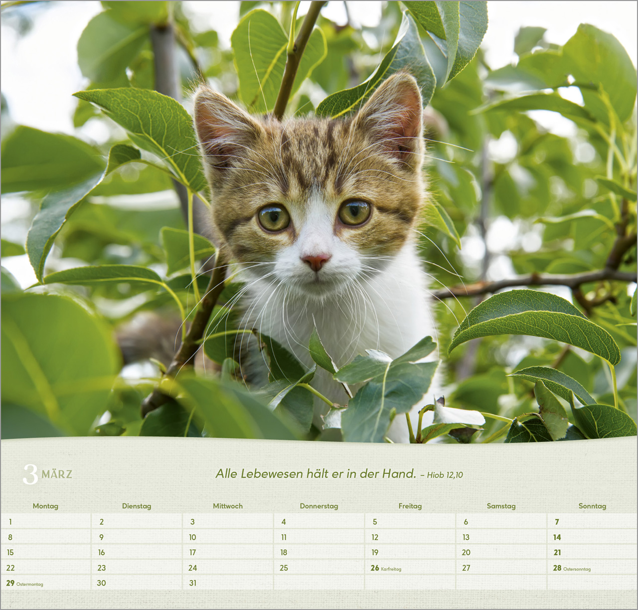 Katzen 2027 – Wandkalender