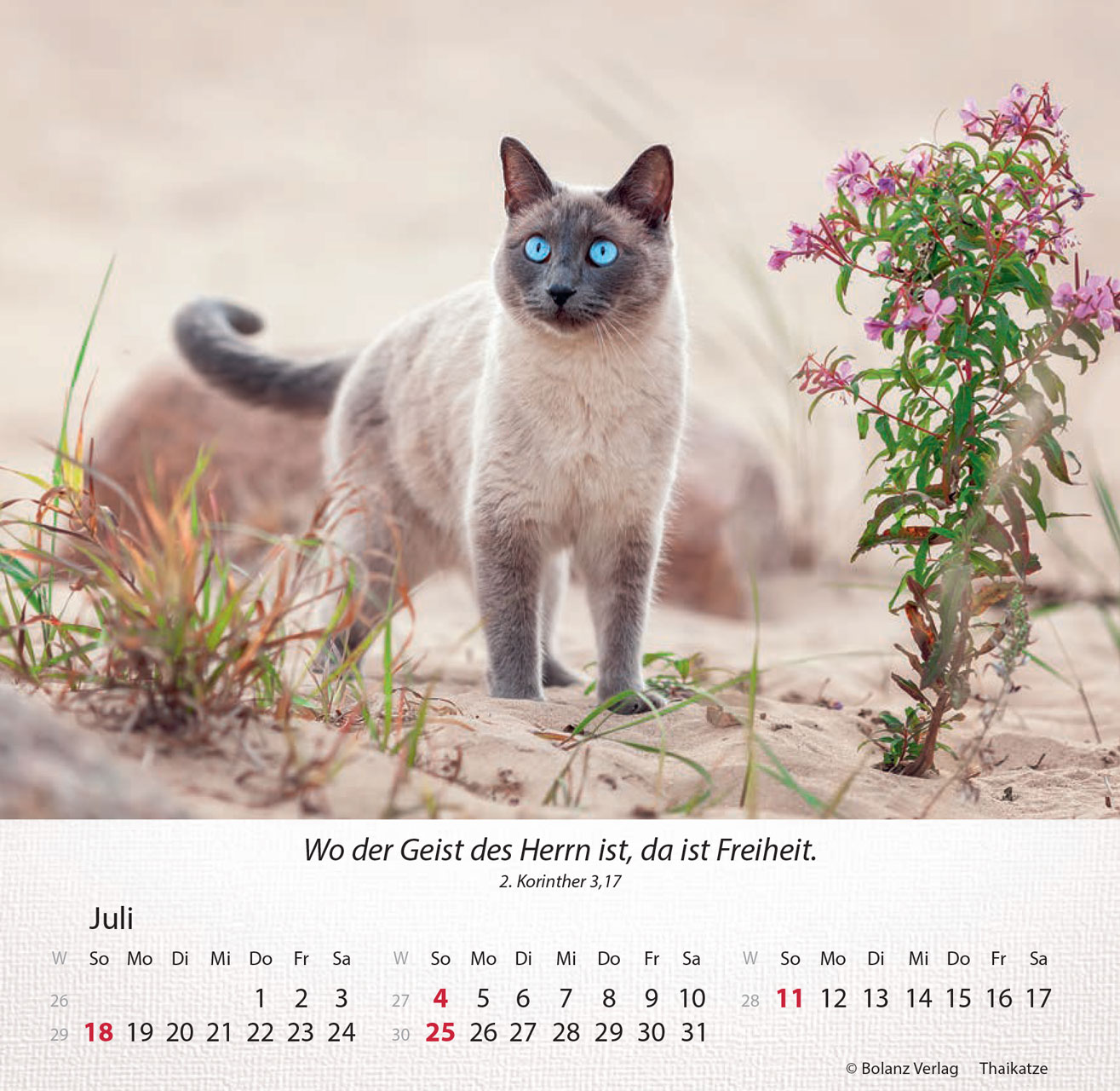 Katzen 2027 – Tischkalender
