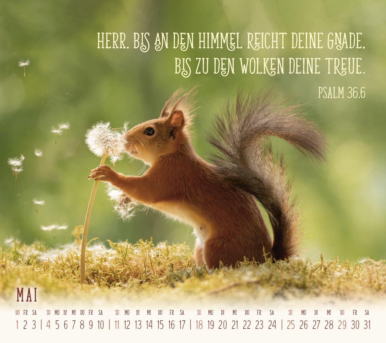 Du sorgst für mich - Eichhörnchen Kalender