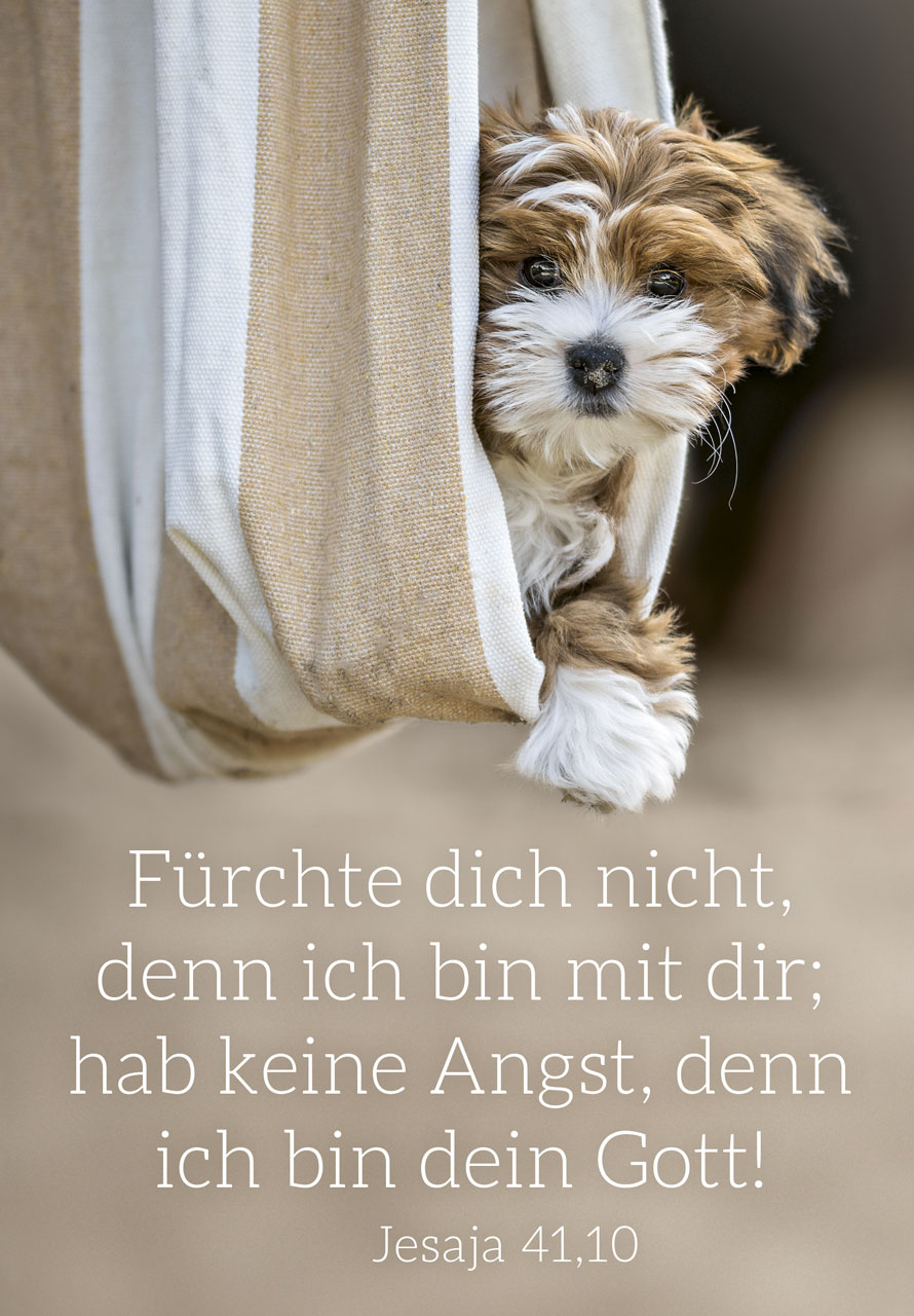 Poster Jahreslosung 2027 Hund A3